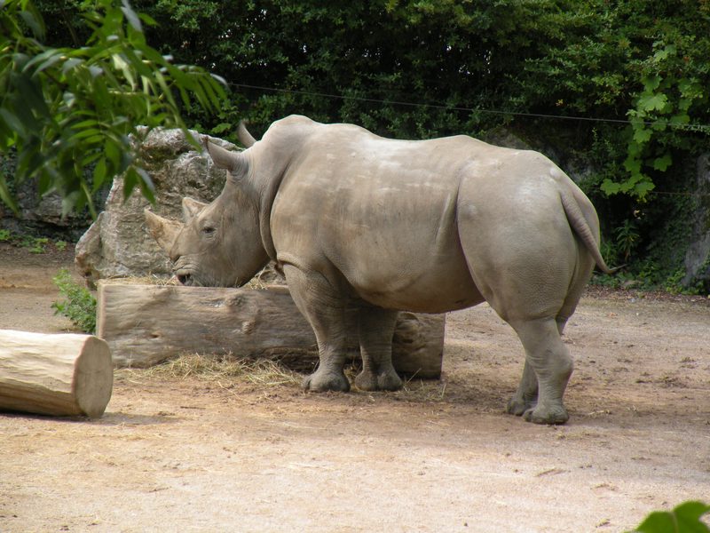  Rhinocéros